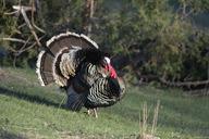 A Merriam's turkey strutting in the woods