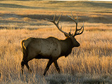 A bull elk in a field at golden hour