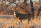 White-tailed buck in a field
