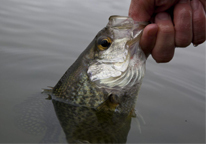 Angler holding a crappie caught while fly-fishing.