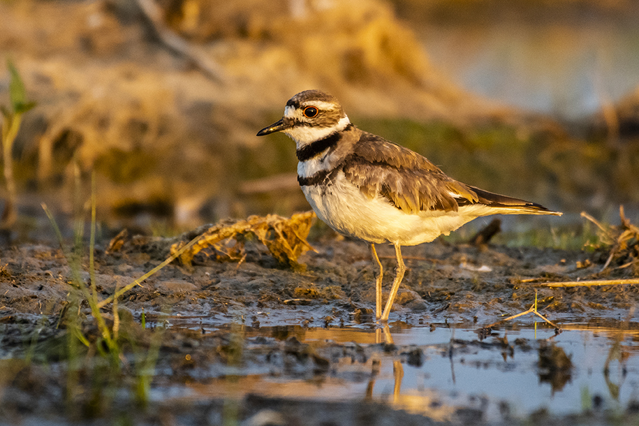 Closeup of a killdeer in a marshy area.