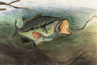 A child's drawing of a fish