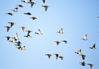 Mallards in flight against a blue sky