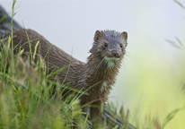 Closeup of an American mink on a grassy hillside