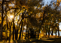 Eastern cottonwood trees in fall color at Box Butte State Recreation Area