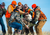 Researchers about to release a bighorn sheep 