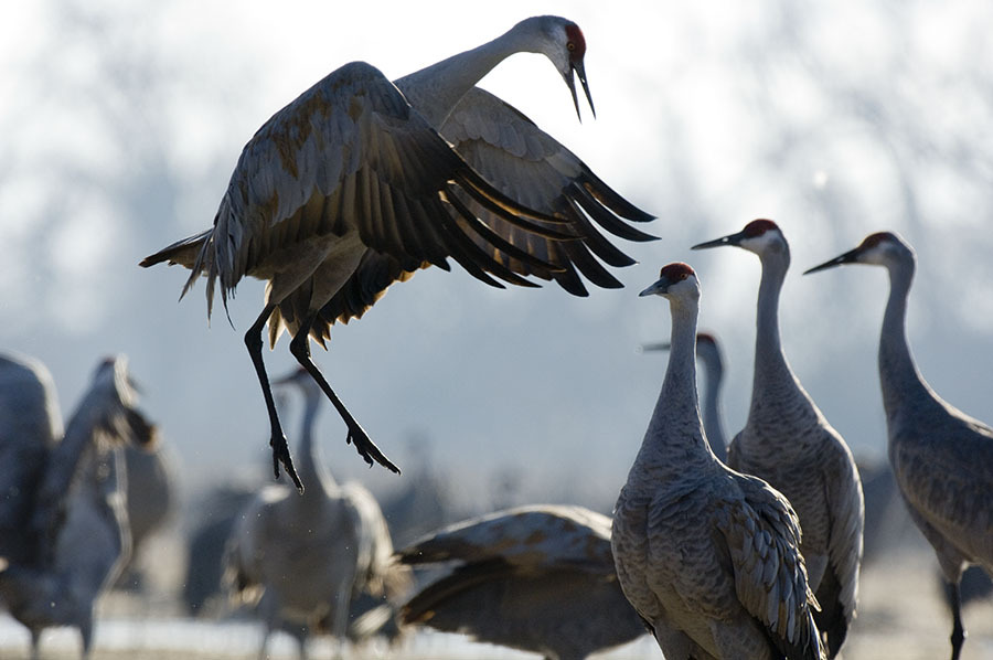 Closeup of a Sandhill crane dancing on the Platte River, leaping up