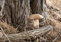 A mushroom-shaped geocache at the base of a tree at Niobrara State Park