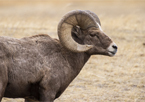 Bighorn sheep in a field