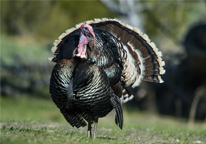 Strutting tom turkey