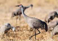 Sandhill crane walking through a field