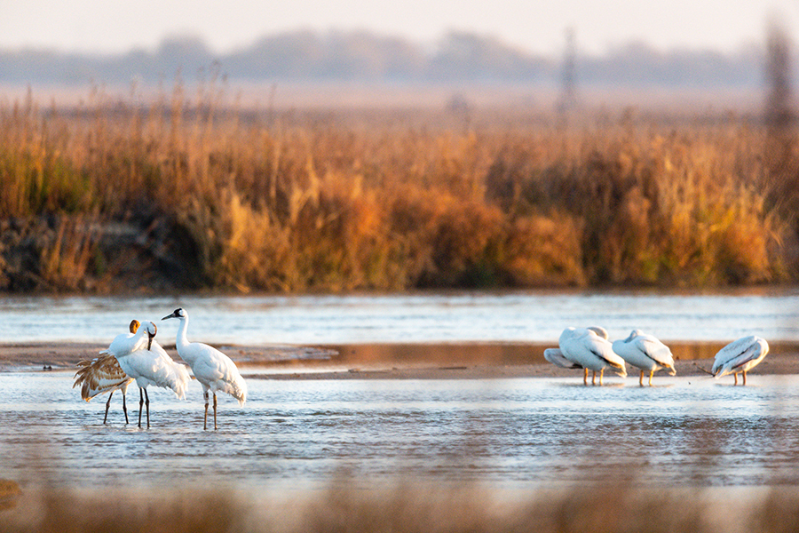 Group of whooping cranes standing in the Platte River