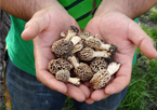 Closeup of someone's hands cupping a small pile of morels