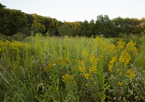 A field full of native plants enrolled in the CRP program