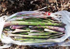 Pile of wild asparagus in a plastic bag sitting on the ground