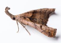 Studio shot of a dark-spotted palthis moth on white background