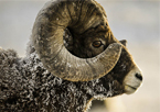 Closeup of a bighorn ram