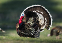 Strutting tom turkey in spring