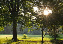 The sun shines through trees into a green field in spring