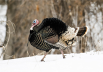 Wild turkey walking through snow