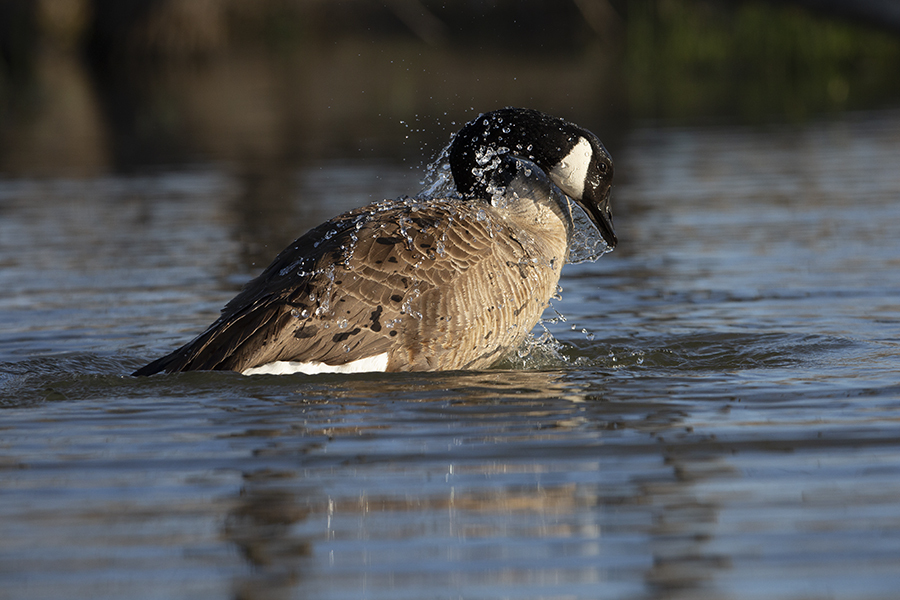 A Canada goose shaking droplets of water from its back.