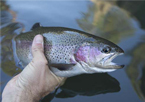 Someone holding a rainbow trout along the surface of a lake