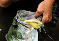 Largemouth bass caught with a carved lure