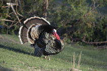 Merriam's turkey strutting in spring