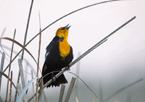 Yellow-headed blackbird singing in reeds