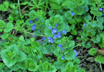 Ground ivy with small purple blooms