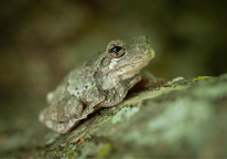 Closeup of a Cope's gray treefrog on a mossy surface