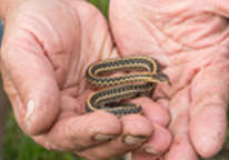 Dennis Ferraro, herpetologist, holding a Plains garter snake