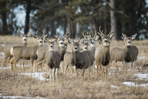 A large group of mule deer in a field