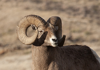 Closeup of a full-curl ram