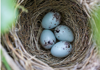 Four bird eggs, blue in color, inside a nest