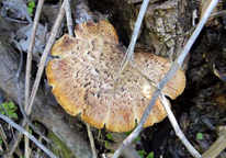 Dryad's saddle mushroom with a fan-shaped head