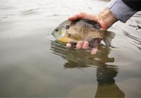Someone holding a bluegill in lake water, about to release