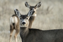 Antlerless mule deer looking at the camera