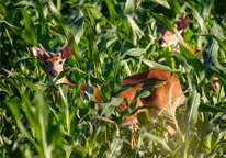 A deer grazing in a cornfield