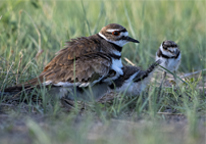 Killdeer with chicks in grass