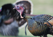 Closeup of a wild turkey in spring