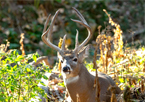 Buck with large antlers in a field