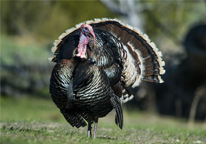 Strutting tom turkey in spring