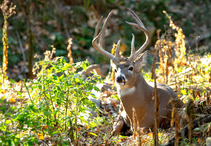 A white-tailed buck in a field