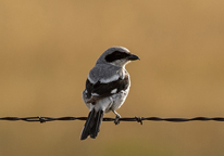 Loggerhead shrike sitting on a barbed wire fence