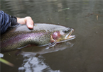 Someone holding a rainbow trout on the surface of a lake