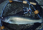 A walleye in a net