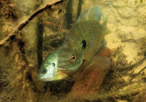 A female bluegill turns on her side and rubs against a larger male in an egg-filled nest among a tangle of sticks.