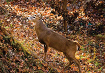 White-tailed deer in the woods in fall