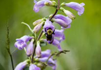 A bumble bee pollinates a purple wildflower